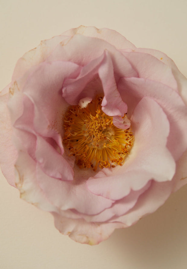 Smoking Rose Travel size - 15ml Perfume - White Wood Boutique