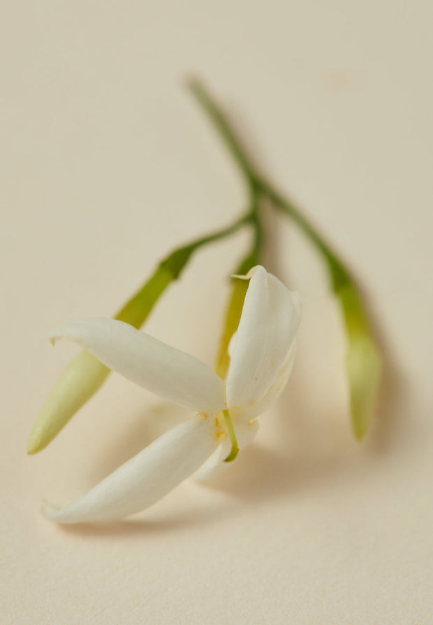 Rumi Travel Size -15ml Perfume - White Wood Boutique